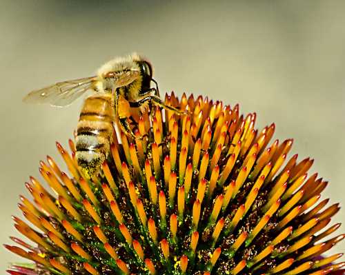 A close-up of a bee perched on a vibrant, spiky flower head, showcasing its detailed wings and body.