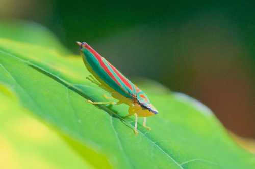 A colorful insect with green, red, and yellow stripes perched on a green leaf.