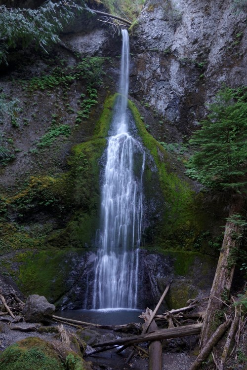 A tall waterfall cascades down a moss-covered cliff, surrounded by lush greenery and fallen logs.