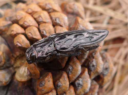 A close-up of a dark beetle resting on a pine cone, showcasing its textured body and intricate details.