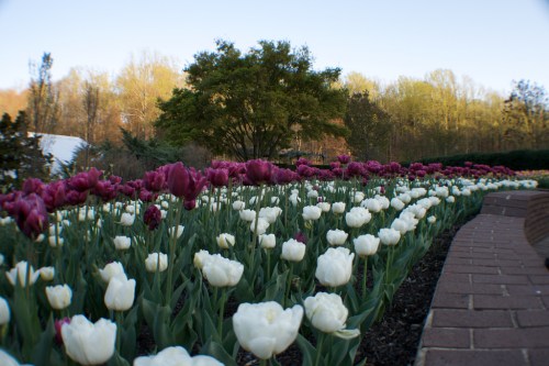 A vibrant garden with rows of purple and white tulips, set against a backdrop of trees and a clear blue sky.