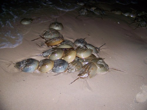 A group of horseshoe crabs clustered on a sandy beach near the water's edge at night.