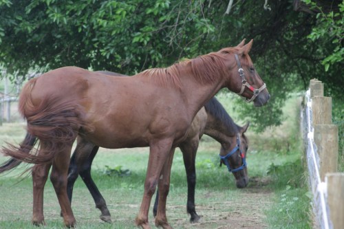 Two horses in a grassy field, one brown with a halter and the other darker, grazing near a wooden fence.