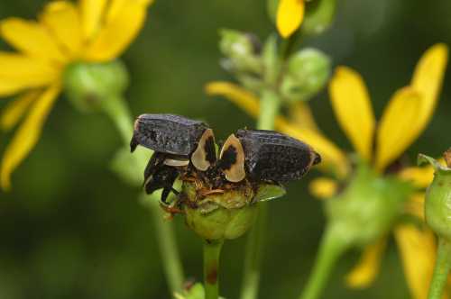 Two dark beetles mating on a green flower bud surrounded by yellow petals and blurred green foliage in the background.