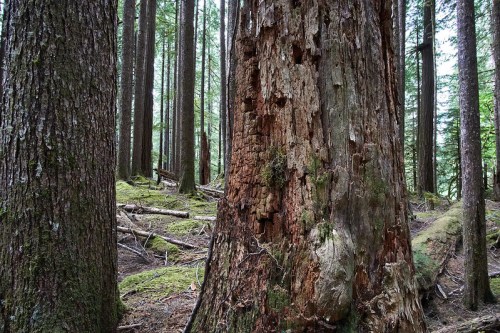 A dense forest with tall trees and a close-up of a weathered tree trunk, surrounded by moss and fallen branches.