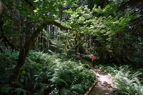 A person walks along a winding path through a lush, green forest filled with ferns and sunlight filtering through trees.