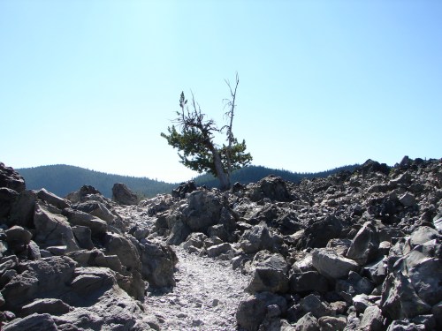 A solitary tree stands on rocky terrain with distant mountains under a clear blue sky.