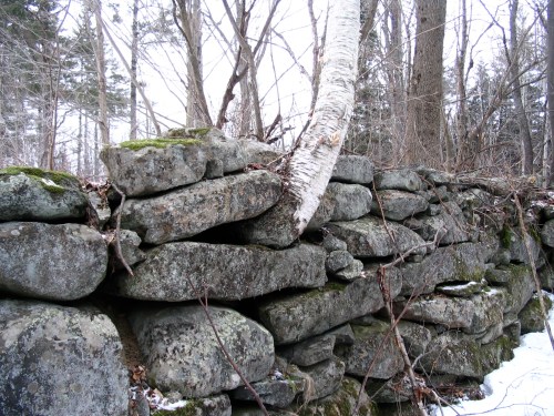 A weathered stone wall covered in moss, with a birch tree growing through it, surrounded by a snowy forest.