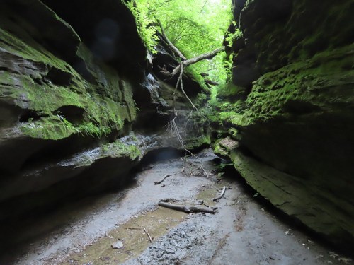 A narrow canyon with moss-covered walls and a tree growing between the rocks, illuminated by green foliage above.