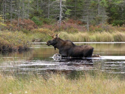 A moose standing in shallow water, surrounded by trees and colorful foliage in a serene natural setting.