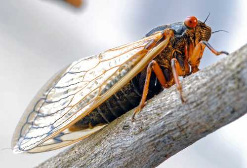 Close-up of a cicada perched on a branch, showcasing its transparent wings and distinctive red eyes.