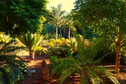 Lush garden scene with various palm and fern plants under bright sunlight, surrounded by vibrant greenery.