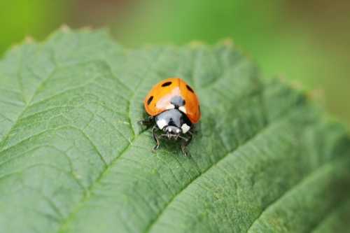 A close-up of a ladybug with orange and black spots resting on a green leaf.