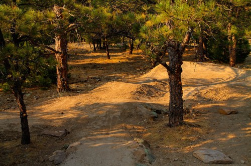 A dirt path winds through a forest of pine trees, with small mounds of earth visible in the background.