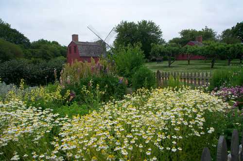 A vibrant garden filled with yellow and white flowers, with a red barn and windmill in the background under a cloudy sky.