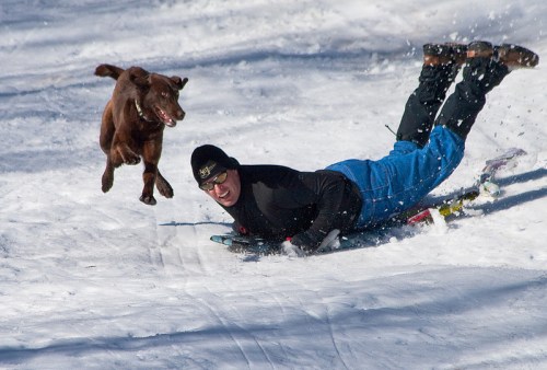A man in ski gear falls on snow while a brown dog joyfully runs beside him.