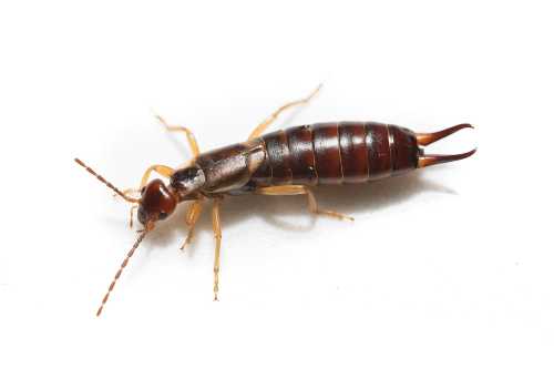 Close-up of a brown earwig insect with long pincers and antennae on a white background.