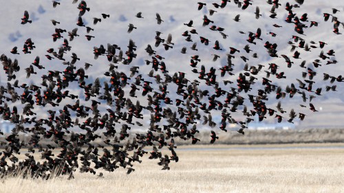 A large flock of blackbirds with red accents flying over a grassy field against a muted landscape.