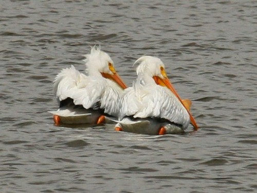 Two white pelicans with orange beaks float side by side on calm water, their feathers ruffled by a gentle breeze.