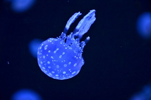 A glowing blue jellyfish with white spots floats gracefully in dark water.