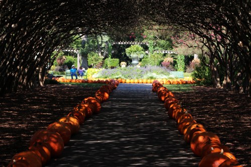 A pathway lined with pumpkins leads to a garden, framed by trees and colorful flowers in the background.