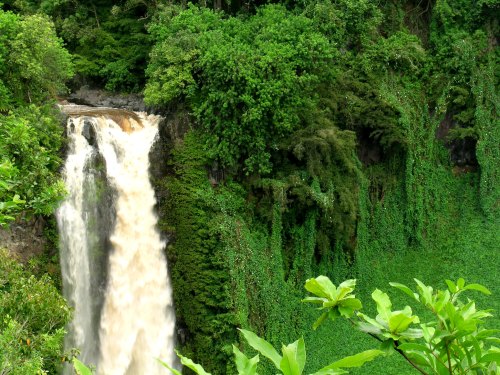 A cascading waterfall surrounded by lush green foliage and dense vegetation.