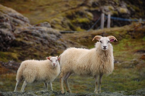 A sheep and a lamb stand together on a grassy hillside, surrounded by rocky terrain.