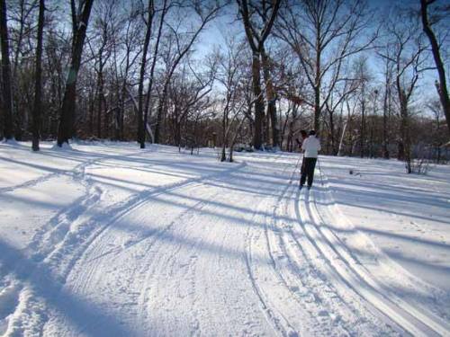 A person skiing through a snowy forest, with trees and ski tracks visible in the bright winter sunlight.