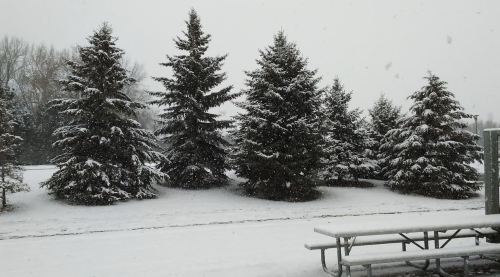 Snow-covered trees in a park, with a picnic table in the foreground, creating a serene winter scene.