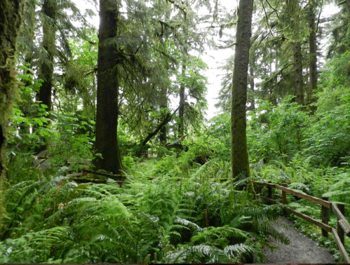 Lush green forest with tall trees and ferns, featuring a winding path bordered by wooden railings.