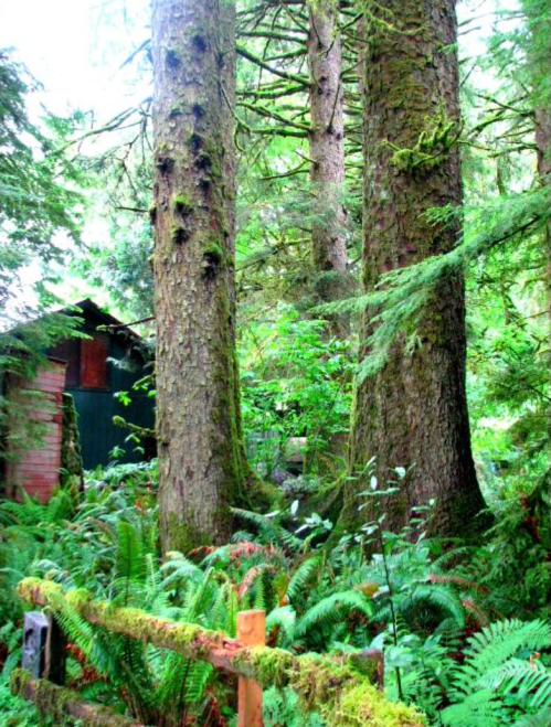 A dense forest scene featuring tall trees, lush ferns, and a small cabin partially hidden among the greenery.
