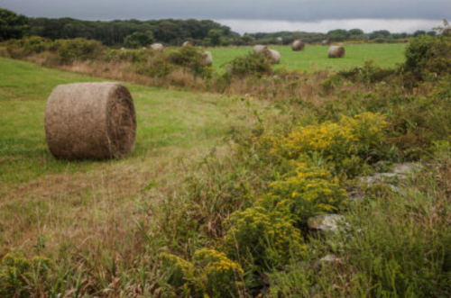 A rural landscape featuring hay bales, green fields, and wildflowers under a cloudy sky.