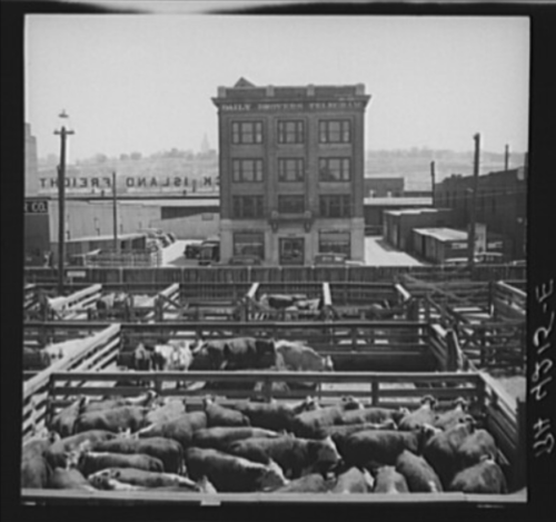 A historic black-and-white photo of cattle in pens with a building in the background, likely a stockyard or market.