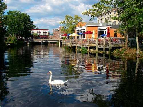 A serene river scene with a swan swimming, surrounded by trees and colorful buildings along the water's edge.