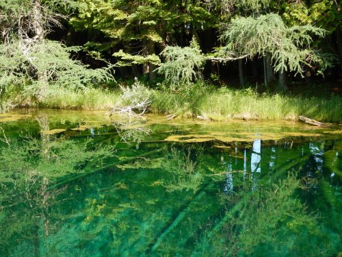 A serene forest scene reflected in clear, green water, surrounded by lush greenery and trees.