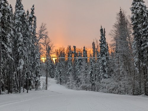 A snowy landscape with tall trees and a sunset glowing through the branches, creating a serene winter scene.