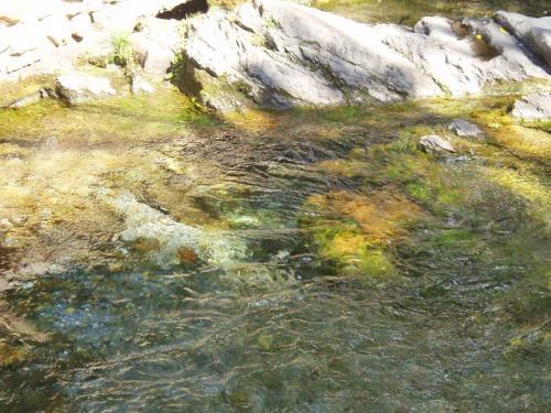 Clear water flows over smooth rocks, with sunlight creating reflections and highlighting the natural colors beneath the surface.