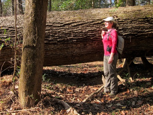 A woman stands beside a large fallen tree in a forest, wearing a backpack and a hat, with sunlight filtering through the trees.
