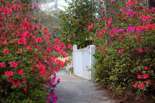 A scenic pathway lined with vibrant pink and purple azaleas, leading to a white fence in a lush garden.