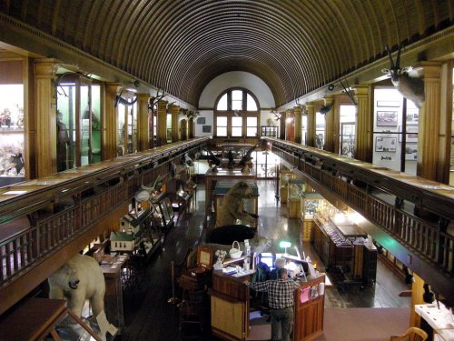 Interior view of a museum with taxidermy animals, display cases, and a wooden balcony overlooking the main floor.