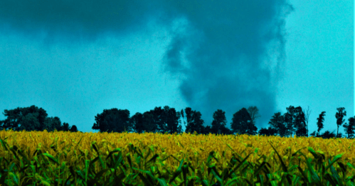 A cornfield under a dark sky with a tornado forming in the distance, surrounded by trees.