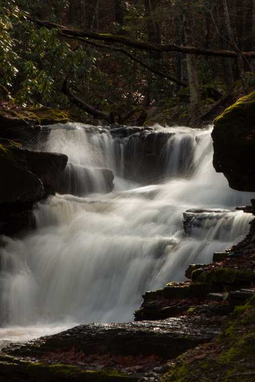 A serene waterfall cascades over rocks, surrounded by lush greenery in a tranquil forest setting.