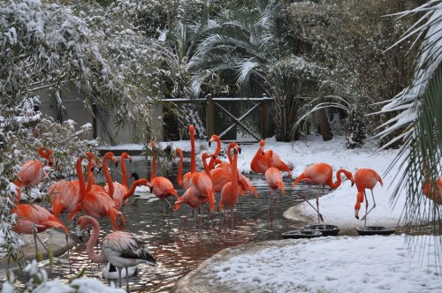 A group of vibrant pink flamingos wading in a snowy landscape near a pond, surrounded by tropical plants.