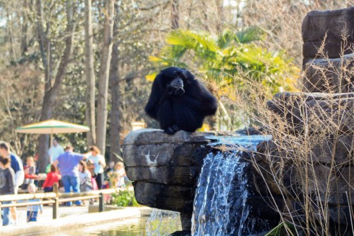 A black gorilla sits on a rock near a waterfall, with people and greenery in the background.