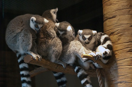A group of ring-tailed lemurs huddled together on a branch, showcasing their distinctive striped tails.