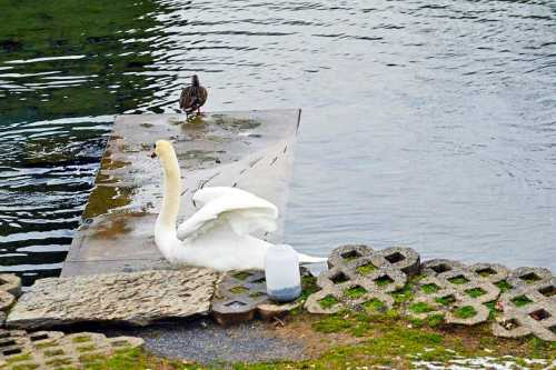 A swan with outstretched wings near a dock, alongside a duck, with water and grass in the background.