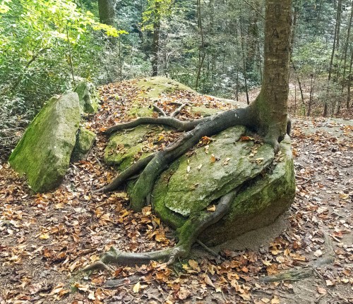 A tree with exposed roots growing over a large rock, surrounded by autumn leaves and forest greenery.