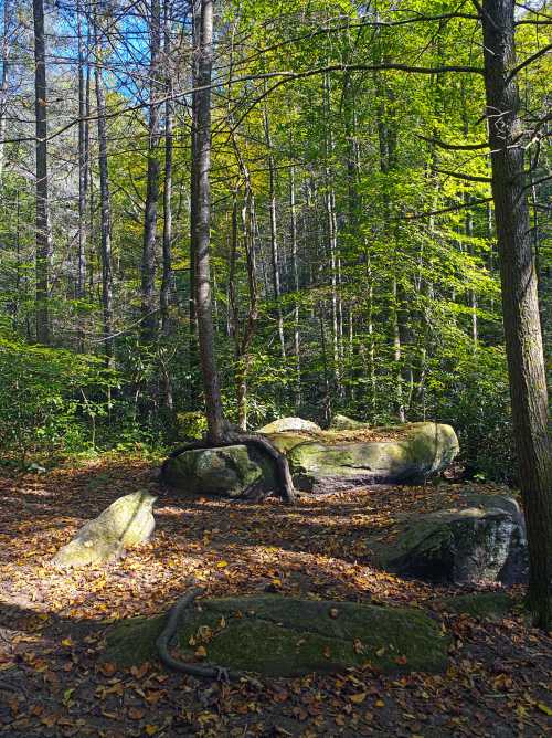 A serene forest scene with tall trees, green foliage, and large rocks scattered among fallen leaves on the ground.