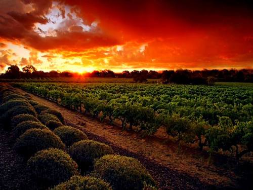 A vibrant sunset over a vineyard, with lush green rows and dramatic clouds in the sky.