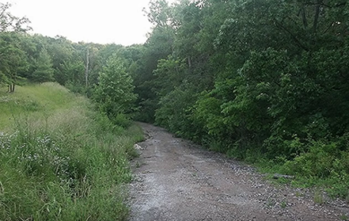 A dirt path winding through lush green trees and grass, leading into a wooded area.